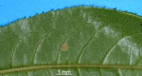 A Peppercorn scale, Epelidochiton piperis (Hemiptera: Coccidae), on underside of a leaf of Seven-finger, Schefflera digitata (Araliaceae). © All rights reserved. [Image: 2SB7]