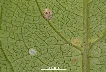 Several Peppercorn scale, Epelidochiton piperis (Hemiptera: Coccidae), on underside of a leaf of Large seeded coprosma, Coprosma macrocarpa (Rubiaceae): note in the top scale the round exit hole made by an adult parasitic wasp. © All rights reserved. [Image: 2SB8]