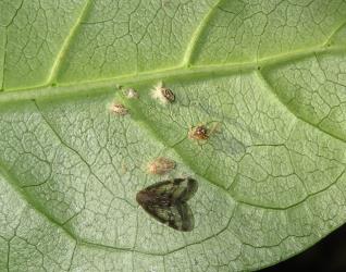 Adult, nymphs and moulted skins of the Passion vine hopper, Scolypopa australis (Hemiptera: Ricaniidae) on the underside of a leaf of Coastal coprosma, Coprosma repens (Rubiaceae). Creator: Nicholas A. Martin. © Nicholas A. Martin. [Image: 2SBF]