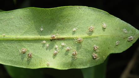 Moulted skins of the Passion vine hopper, Scolypopa australis (Hemiptera: Ricaniidae) on the underside of a leaf of Ngaio, Myoporum laetum (Scrophulariaceae). Creator: Nicholas A. Martin. © Nicholas A. Martin. [Image: 2SBG]