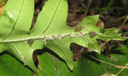 Adult and nymphs of the Passion vine hopper, Scolypopa australis (Hemiptera: Ricaniidae) on the underside of a frond of Hounds tongue fern, Microsorum pustulatum (Polypodiaceae). Creator: Nicholas A. Martin. © Nicholas A. Martin. [Image: 2SBI]