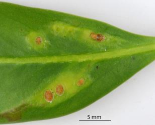 Nymphs of Lancewood psyllids, Trioza panacis (Hemiptera: Triozidae) on the underside of a leaf of Lancewood, Pseudopanax crassifolius (Araliaceae). Creator: Nicholas A. Martin. © Plant & Food Research. [Image: 2SBK]