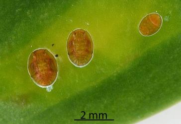 Nymphs of Lancewood psyllids, Trioza panacis (Hemiptera: Triozidae) on the underside of a leaf of Lancewood, Pseudopanax crassifolius (Araliaceae). Creator: Nicholas A. Martin. © Plant & Food Research. [Image: 2SBL]