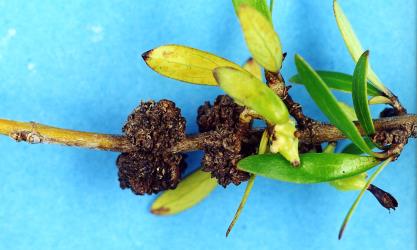 Flower bud galls on Coprosma ×cunninghamii (Rubiaceae) induced by Coprosma bud gall mite, Acalitus cottieri (Acari: Eriophyidae). Creator: Nicholas A. Martin. © Plant & Food Research. [Image: 2SBP]