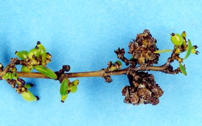 Flower bud galls on Coprosma ×cunninghamii (Rubiaceae) induced by Coprosma bud gall mite, Acalitus cottieri (Acari: Eriophyidae). Creator: Nicholas A. Martin. © Plant & Food Research. [Image: 2SBQ]