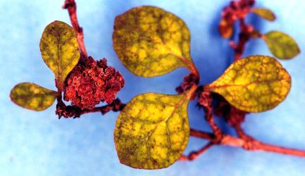 Flower bud galls on Thin leaved coprosma, Coprosma areolata (Rubiaceae) induced by Coprosma bud gall mite, Acalitus cottieri (Acari: Eriophyidae). Creator: Nicholas A. Martin. © Plant & Food Research. [Image: 2SBR]