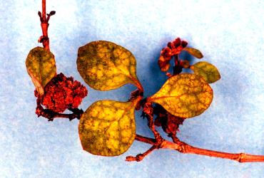 Flower bud galls on Thin leaved coprosma, Coprosma areolata (Rubiaceae) induced by Coprosma bud gall mite, Acalitus cottieri (Acari: Eriophyidae). Creator: Nicholas A. Martin. © Plant & Food Research. [Image: 2SBS]