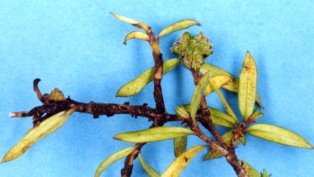 Flower bud galls on Yellow wood, Coprosma linariifolia (Rubiaceae) induced by Coprosma bud gall mite, Acalitus cottieri (Acari: Eriophyidae). Creator: Nicholas A. Martin. © Plant & Food Research. [Image: 2SBT]