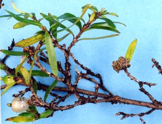 Flower bud galls on Yellow wood, Coprosma linariifolia (Rubiaceae) induced by Coprosma bud gall mite, Acalitus cottieri (Acari: Eriophyidae). Creator: Nicholas A. Martin. © Plant & Food Research. [Image: 2SBU]