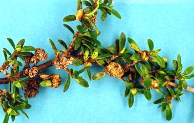 Flower bud galls on Coprosma pseudocuneata (Rubiaceae) induced by Coprosma bud gall mite, Acalitus cottieri (Acari: Eriophyidae). Creator: Nicholas A. Martin. © Plant & Food Research. [Image: 2SBW]