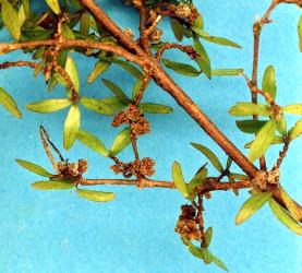 Flower bud galls on Twiggy Coprosma, Coprosma rhamnoides (Rubiaceae) induced by Coprosma bud gall mite, Acalitus cottieri (Acari: Eriophyidae). Creator: Nicholas A. Martin. © Plant & Food Research. [Image: 2SBY]