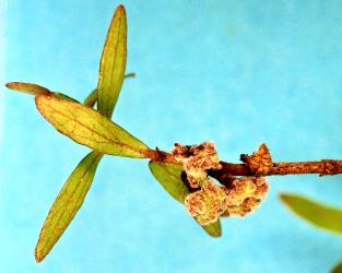 Flower bud galls on Twiggy Coprosma, Coprosma rhamnoides (Rubiaceae) induced by Coprosma bud gall mite, Acalitus cottieri (Acari: Eriophyidae). Creator: Nicholas A. Martin. © Plant & Food Research. [Image: 2SBZ]
