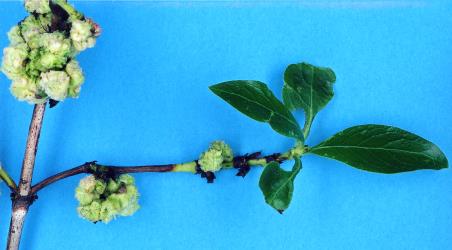 Flower/fruit bud galls on Glossy karamu, Coprosma robusta (Rubiaceae) induced by Coprosma bud gall mite, Acalitus cottieri (Acari: Eriophyidae). Creator: Nicholas A. Martin. © Plant & Food Research. [Image: 2SC1]