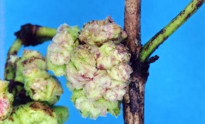 Flower/fruit bud gall on Glossy karamu, Coprosma robusta (Rubiaceae) induced by Coprosma bud gall mite, Acalitus cottieri (Acari: Eriophyidae). Creator: Nicholas A. Martin. © Plant & Food Research. [Image: 2SC2]