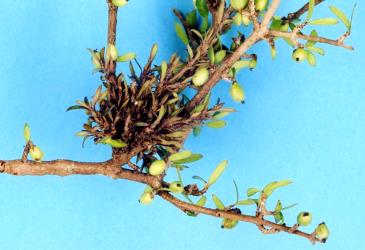 Vegetative bud gall on Mingimingi, Coprosma propinqua (Rubiaceae) induced by Coprosma bud gall mite, Acalitus cottieri (Acari: Eriophyidae). Creator: Nicholas A. Martin. © Plant & Food Research. [Image: 2SC3]