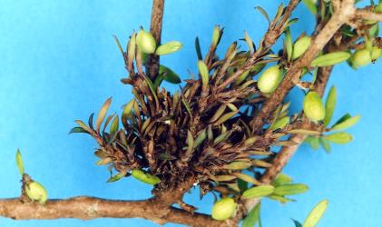 Vegetative bud gall on Mingimingi, Coprosma propinqua (Rubiaceae) induced by Coprosma bud gall mite, Acalitus cottieri (Acari: Eriophyidae). Creator: Nicholas A. Martin. © Plant & Food Research. [Image: 2SC4]