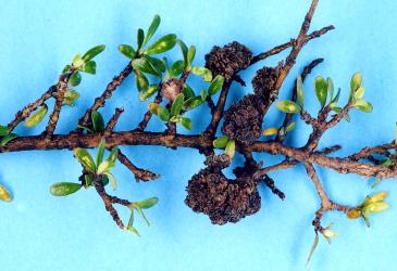 Flower bud galls on Coprosma dumosa (Rubiaceae) induced by Coprosma bud gall mite, Acalitus cottieri (Acari: Eriophyidae). Creator: Nicholas A. Martin. © Plant & Food Research. [Image: 2SC5]
