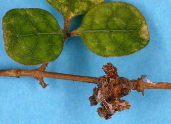 Flower bud galls on Thin leaved coprosma, Coprosma areolata (Rubiaceae) induced by Coprosma bud gall mite, Acalitus cottieri (Acari: Eriophyidae). Creator: Nicholas A. Martin. © Plant & Food Research. [Image: 2SC9]