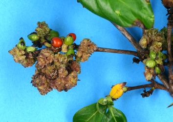 Flower/fruit bud galls on Glossy karamu, Coprosma robusta (Rubiaceae) induced by Coprosma bud gall mite, Acalitus cottieri (Acari: Eriophyidae). Creator: Nicholas A. Martin. © Plant & Food Research. [Image: 2SCA]