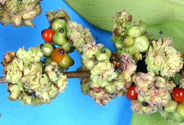 Flower/fruit bud galls on Glossy karamu, Coprosma robusta (Rubiaceae) induced by Coprosma bud gall mite, Acalitus cottieri (Acari: Eriophyidae). Creator: Nicholas A. Martin. © Plant & Food Research. [Image: 2SCB]