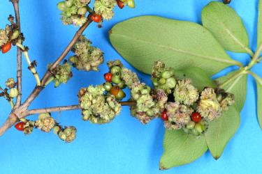 Flower/fruit bud galls on Glossy karamu, Coprosma robusta (Rubiaceae) induced by Coprosma bud gall mite, Acalitus cottieri (Acari: Eriophyidae). Creator: Nicholas A. Martin. © Plant & Food Research. [Image: 2SCC]