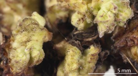 Flower/fruit bud gall on Glossy karamu, Coprosma robusta (Rubiaceae) induced by Coprosma bud gall mite, Acalitus cottieri (Acari: Eriophyidae). Creator: Tim Holmes. © Plant & Food Research. [Image: 2SCD]
