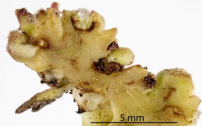 Section through a flower/fruit bud gall on Glossy karamu, Coprosma robusta (Rubiaceae) induced by Coprosma bud gall mite, Acalitus cottieri (Acari: Eriophyidae). Creator: Tim Holmes. © Plant & Food Research. [Image: 2SCE]