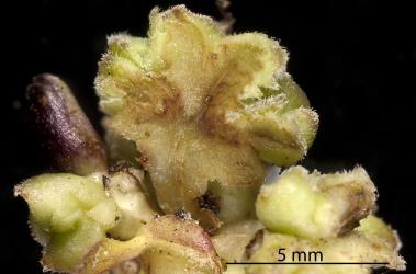 Section through a flower/fruit bud gall on Glossy karamu, Coprosma robusta (Rubiaceae) induced by Coprosma bud gall mite, Acalitus cottieri (Acari: Eriophyidae). Creator: Tim Holmes. © Plant & Food Research. [Image: 2SCF]