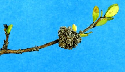 Flower bud galls on Coprosma pseudocuneata (Rubiaceae) induced by Coprosma bud gall mite, Acalitus cottieri (Acari: Eriophyidae). Creator: Nicholas A. Martin. © Plant & Food Research. [Image: 2SCG]