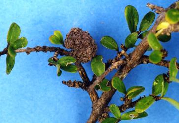 Flower bud galls on Coprosma dumosa (Rubiaceae) induced by Coprosma bud gall mite, Acalitus cottieri (Acari: Eriophyidae). Creator: Nicholas A. Martin. © Plant & Food Research. [Image: 2SCH]