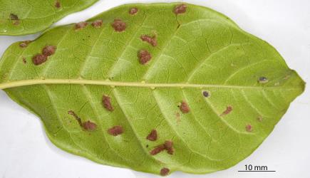 Old brown erineum on the underside of a leaflet of Puriri, Vitex lucens (Labiatae) induced by Puriri erineum mite, Acalitus australis (Acari: Eriophyidae). Creator: Nicholas A. Martin. © Plant & Food Research. [Image: 2SDQ]