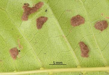 Old brown erineum on the underside of a leaflet of Puriri, Vitex lucens (Labiatae) induced by Puriri erineum mite, Acalitus australis (Acari: Eriophyidae). Creator: Nicholas A. Martin. © Plant & Food Research. [Image: 2SDR]