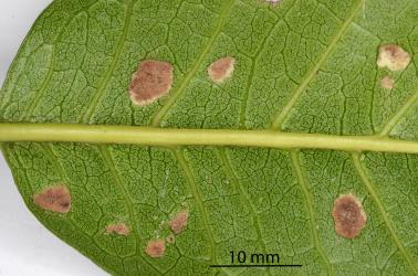 Old brown erineum on the underside of a leaflet of Puriri, Vitex lucens (Labiatae) induced by Puriri erineum mite, Acalitus australis (Acari: Eriophyidae). Creator: Nicholas A. Martin. © Plant & Food Research. [Image: 2SDS]