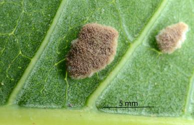 Old brown erineum on the underside of a leaflet of Puriri, Vitex lucens (Labiatae) induced by Puriri erineum mite, Acalitus australis (Acari: Eriophyidae). Creator: Nicholas A. Martin. © Plant & Food Research. [Image: 2SDT]