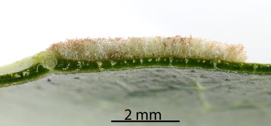 A section through the white erineum on the underside of a leaflet of Puriri, Vitex lucens (Labiatae). The erineum is induced by Puriri erineum mite, Acalitus australis (Acari: Eriophyidae). Creator: Nicholas A. Martin. © Plant & Food Research. [Image: 2SDU]