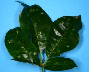 Chlorotic (pale) bulges on the upper side of a leaf of Puriri, Vitex lucens (Labiatae) induced by feeding on the underside of the leaf by Puriri erineum mites, Acalitus australis (Acari: Eriophyidae). Creator: Nicholas A. Martin. © Plant & Food Research. [Image: 2SDV]