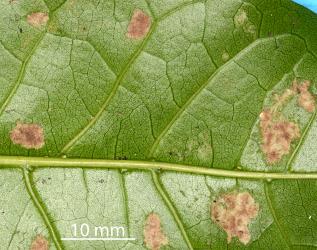 Erineum on the underside of a leaflet of Puriri, Vitex lucens (Labiatae) induced by Puriri erineum mite, Acalitus australis (Acari: Eriophyidae): note that the erineum has started to turn brown. Creator: Nicholas A. Martin. © Plant & Food Research. [Image: 2SDW]