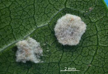 White erineum on the underside of a leaflet of Puriri, Vitex lucens (Labiatae) induced by Puriri erineum mite, Acalitus australis (Acari: Eriophyidae). Creator: Nicholas A. Martin. © Plant & Food Research. [Image: 2SDY]