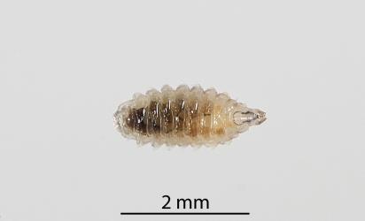 Larva of an Australasian coastal fly, Australimyza sp. (Diptera: Australimyzidae). Creator: Tim Holmes. © Plant & Food Research. [Image: 2SHZ]