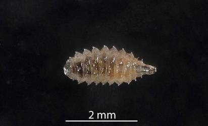 Larva of an Australasian coastal fly, Australimyza sp. (Diptera: Australimyzidae). Creator: Tim Holmes. © Plant & Food Research. [Image: 2SI0]