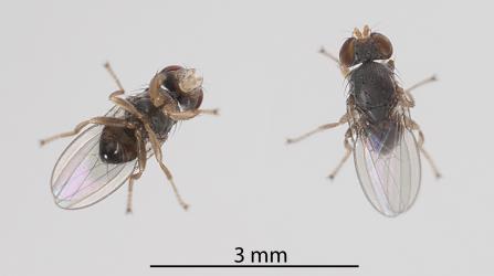 Underside and top of an adult Australasian coastal fly, Australimyza sp. (Diptera: Australimyzidae). Creator: Tim Holmes. © Plant & Food Research. [Image: 2SI4]