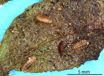 Puparia of the Australasian coastal fly, Australimyza sp. (Diptera: Australimyzidae) on a dead leaf of New Zealand climbing spinach, Tetragonia implexicoma (Aizoaceae). Creator: Nicholas A. Martin. © Plant & Food Research. [Image: 2SI6]