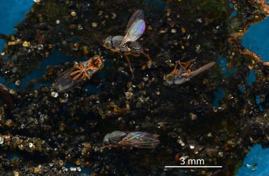 Four dead adult Australasian coastal flies, Australimyza sp. (Diptera: Australimyzidae): note the colour of the legs and the many tiny setae on the thorax. Creator: Nicholas A. Martin. © Plant & Food Research. [Image: 2SI8]