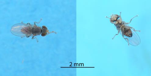 Top and underside of an adult Australasian coastal fly, Australimyza sp. (Diptera: Australimyzidae). Creator: Nicholas A. Martin. © Plant & Food Research. [Image: 2SI9]