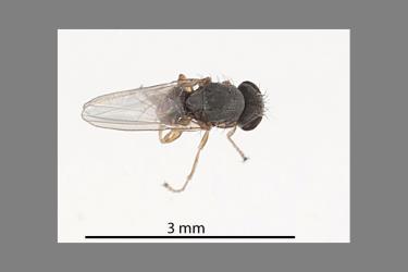 Top a dead adult Australasian coastal fly, Australimyza sp. (Diptera: Australimyzidae). Creator: Tim Holmes. © Plant & Food Research. [Image: 2SIB]