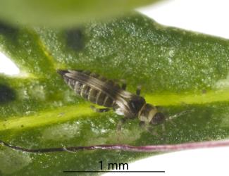 An adult French marigold thrips, Neohydatothrips samayunkur (Thysanoptera: Thripidae) on a leaf of French marigold, Tagetes patula L. (Compositae). Creator: Tim Holmes. © Plant & Food Research. [Image: 2SJ4]