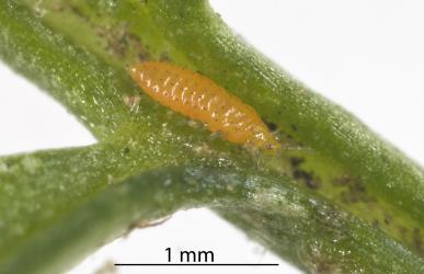 A larval French marigold thrips, Neohydatothrips samayunkur (Thysanoptera: Thripidae) on a French marigold, Tagetes patula L. (Compositae), leaf: note the tiny black setae (spines). Creator: Tim Holmes. © Plant & Food Research. [Image: 2SJ5]