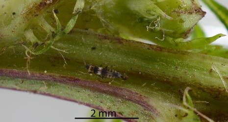 An adult French marigold thrips, Neohydatothrips samayunkur (Thysanoptera: Thripidae) on a leaf of French marigold, Tagetes patula L. (Compositae). Creator: Nicholas A. Martin. © Plant & Food Research. [Image: 2SJ7]