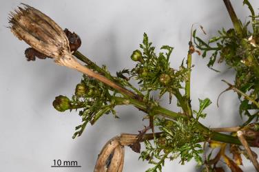 A shoot of French marigold, Tagetes patula L. (Compositae), with severe leaf damage caused by the feeding of French marigold thrips, Neohydatothrips samayunkur (Thysanoptera: Thripidae). Creator: Nicholas A. Martin. © Plant & Food Research. [Image: 2SJA]