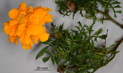 A shoot of French marigold, Tagetes patula L. (Compositae), with leaf damage caused by the feeding of French marigold thrips, Neohydatothrips samayunkur (Thysanoptera: Thripidae). Creator: Nicholas A. Martin. © Plant & Food Research. [Image: 2SJB]